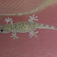 Ptenopus garrulus ssp. maculatus (Gecko aboyeur, Gecko babillard)