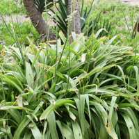 albuca_bracteata1md (Albuca bracteata)