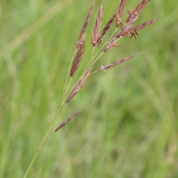 bromopsis_erecta1md (Bromopsis erecta)