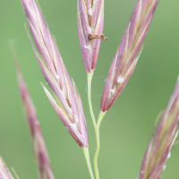 bromopsis_erecta2md (Bromopsis erecta)