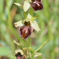 ophrys_sphegodes4md