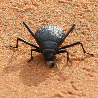 Onymacris rugatipennis (Ténébrion)