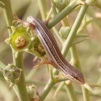 trachylepis_occidentalis1bd