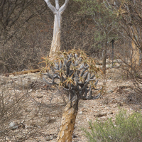 Aloidendron dichotomum (Arbre aux carquois, Faux-dragonnier, Aloès dichotome)