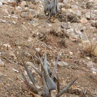 Asphodelaceae (= Xanthorrhoeaceae Asphodeloideae) littoralis (Aloès de Windhoek)