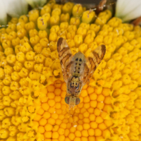 Chaetostomella cylindrica (Mouche Téphritide)