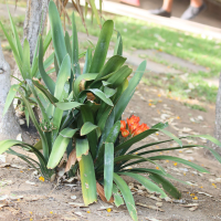 clivia_miniata4bd (Clivia miniata)