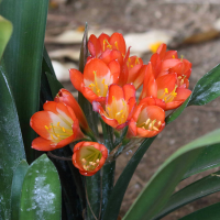 clivia_miniata5bd (Clivia miniata)