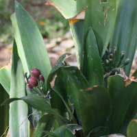 clivia_miniata6bd (Clivia miniata)