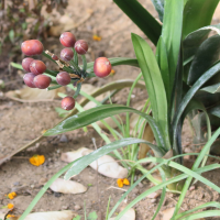 clivia_miniata7bd (Clivia miniata)