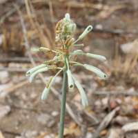 Pseudogaltonia clavata (Jacinthe du Cap)