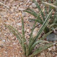 Sansevieria (Sanseviera) aethiopica (Sansevière)