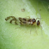 graphopsocus_cruciatus4md