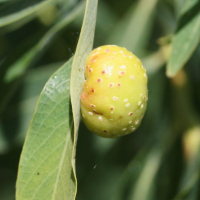 Euura viminalis (Pontania, Galle du saule, Galle cerise de la nervure des feuilles du saule)