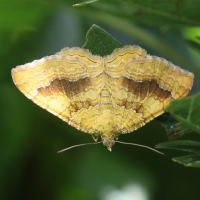 camptogramma_bilineata7md (Camptogramma bilineata)