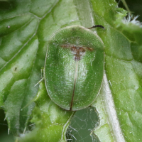 Cassida rubiginosa (Casside tachée de rouille)
