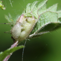 dasineura_urticae_galle8md (Dasineura urticae)