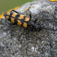 Leptura quadrifasciata (Lepture à quatre bandes)