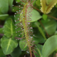 drosera_longifolia3bd (Drosera longifolia)