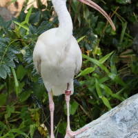ibis_blanc_-_eudocimus_albus3bd