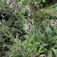 berkheya_purpurea1md (Berkheya purpurea)