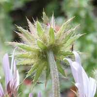 berkheya_purpurea3md (Berkheya purpurea)