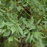 Fraxinus chinensis (Frêne de Chine)