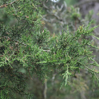 juniperus_virginiana1md