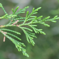 Juniperus virginiana (Genévrier de Virginie)