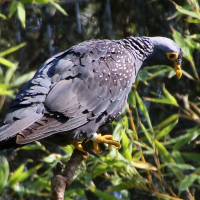 Columba arquatrix (Pigeon rameron)