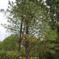 Pinus ponderosa (Pin ponderosa, Pin jaune)
