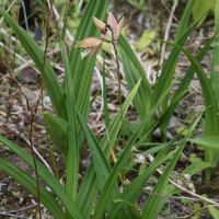 bletilla_ochracea1md (Bletilla ochracea)