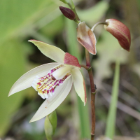 Bletilla ochracea (Orchidée jacinthe)