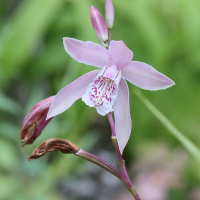 bletilla_ochracea3md (Bletilla ochracea)