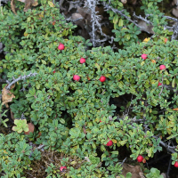 cotoneaster_congestus1bd (Cotoneaster congestus)