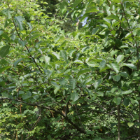 crataegus_harbisonii1md