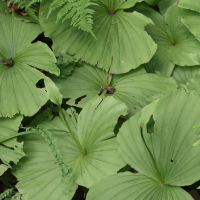 Cypripedium formosanum (Sabot de Vénus de Formose, Cypripédium de Formose)