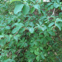 exochorda_racemosa2md