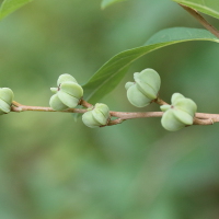 exochorda_racemosa3md