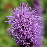 Liatris spicata (Plume du Kansas, Liatris à épi)