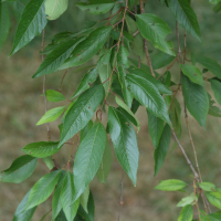 prunus_subhirtella1md