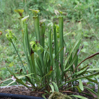 Sarracenia alata (Sarracénie ailée)