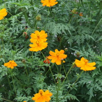 Cosmos sulphureus (Cosmos sulfureux, Cosmos jaune)