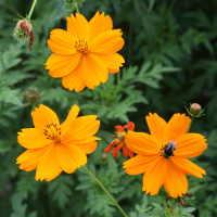 cosmos_sulphureus2md (Cosmos sulphureus)