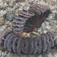 Haworthia truncata (Haworthia)