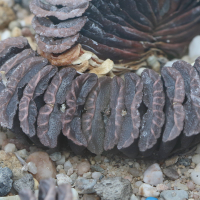 haworthia_truncata2bd