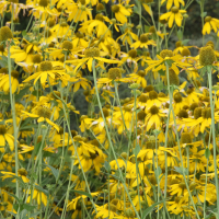 Ratibida pinnata (Ratibida, Rudbèque à feuilles ailées)