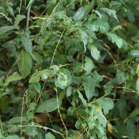 Petiveria alliacea (Anamu, Herbe aux poules)
