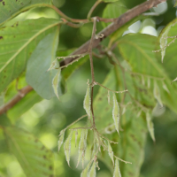 pterostyrax_psillophyllus2md