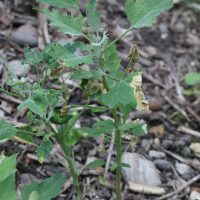 Chenopodium quinoa (Quinoa, Riz du Pérou)